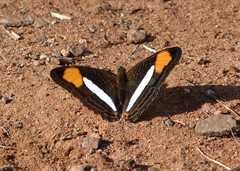 Adelpha thessalia