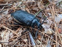 Prionus laticollis