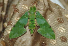 Euchloron megaera