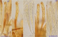 Hymenoscyphus albopunctus