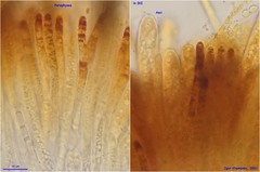 Hymenoscyphus albopunctus