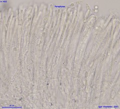 Hymenoscyphus albopunctus