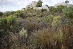 Phylica callosa