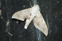 Neopolyptychus compar