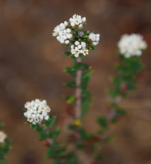 Phylica callosa