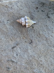 Tarantinaea lignaria