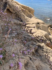 Limonium rigualii