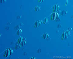 Heniochus diphreutes