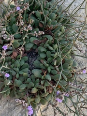 Limonium rigualii