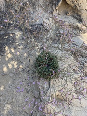 Limonium rigualii