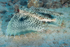 Dactyloptena orientalis