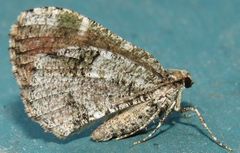 Stamnodes gibbicostata