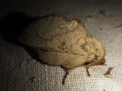 Phyllodesma suberifolia