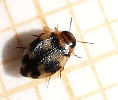 Yola bicarinata