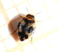 Yola bicarinata