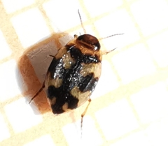 Yola bicarinata