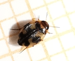 Yola bicarinata