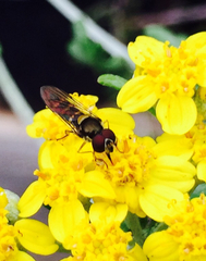 Fazia micrura