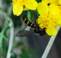 Fazia micrura