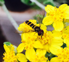 Fazia micrura