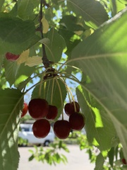 Prunus