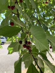 Prunus