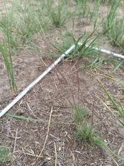 Muhlenbergia torreyi