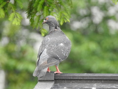 Columba livia domestica