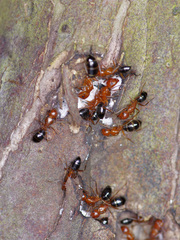 Camponotus decipiens