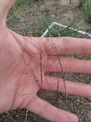 Muhlenbergia torreyi