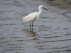 Egretta garzetta