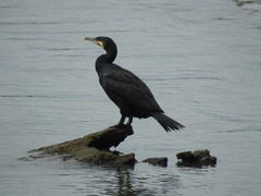 Phalacrocorax carbo
