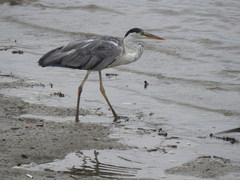 Ardea cinerea