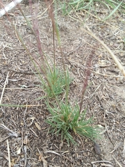 Muhlenbergia torreyi