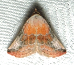 Mataeomera coccophaga