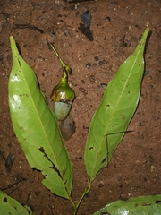 Licaria