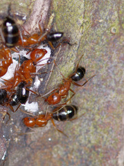 Camponotus decipiens