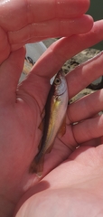 Pollachius pollachius
