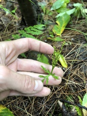 Botrychium angustisegmentum