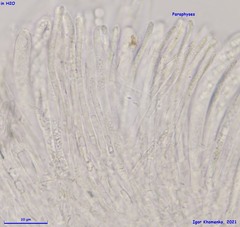 Hymenoscyphus albopunctus