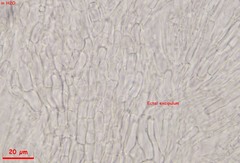 Hymenoscyphus albopunctus