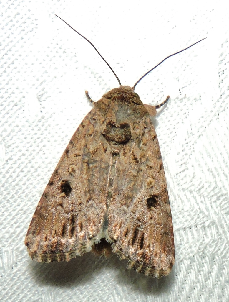 African Armyworm Moth