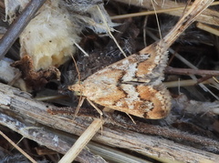 Tegostoma comparalis