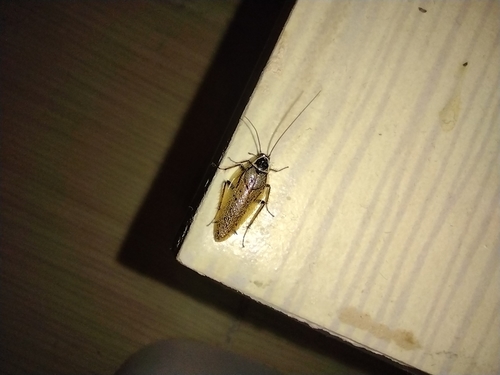 švábik hôrny (Ectobius sylvestris)