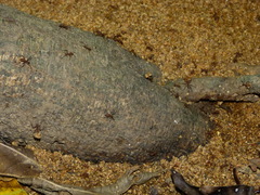 Atta colombica
