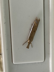 Crambus sperryellus