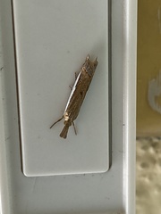Crambus sperryellus