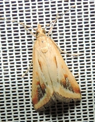 Achyra massalis