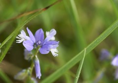Polygala calcarea
