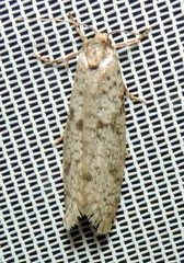 Lepidoscia